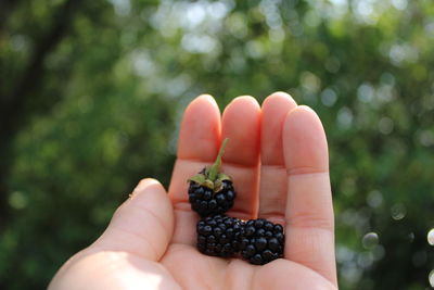 Close-up of hand holding fruit