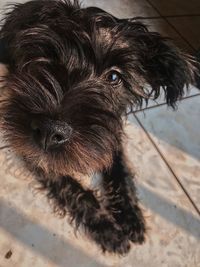 High angle view of dog on floor