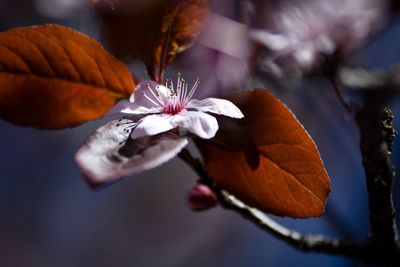 Close-up of cherry blossom during autumn