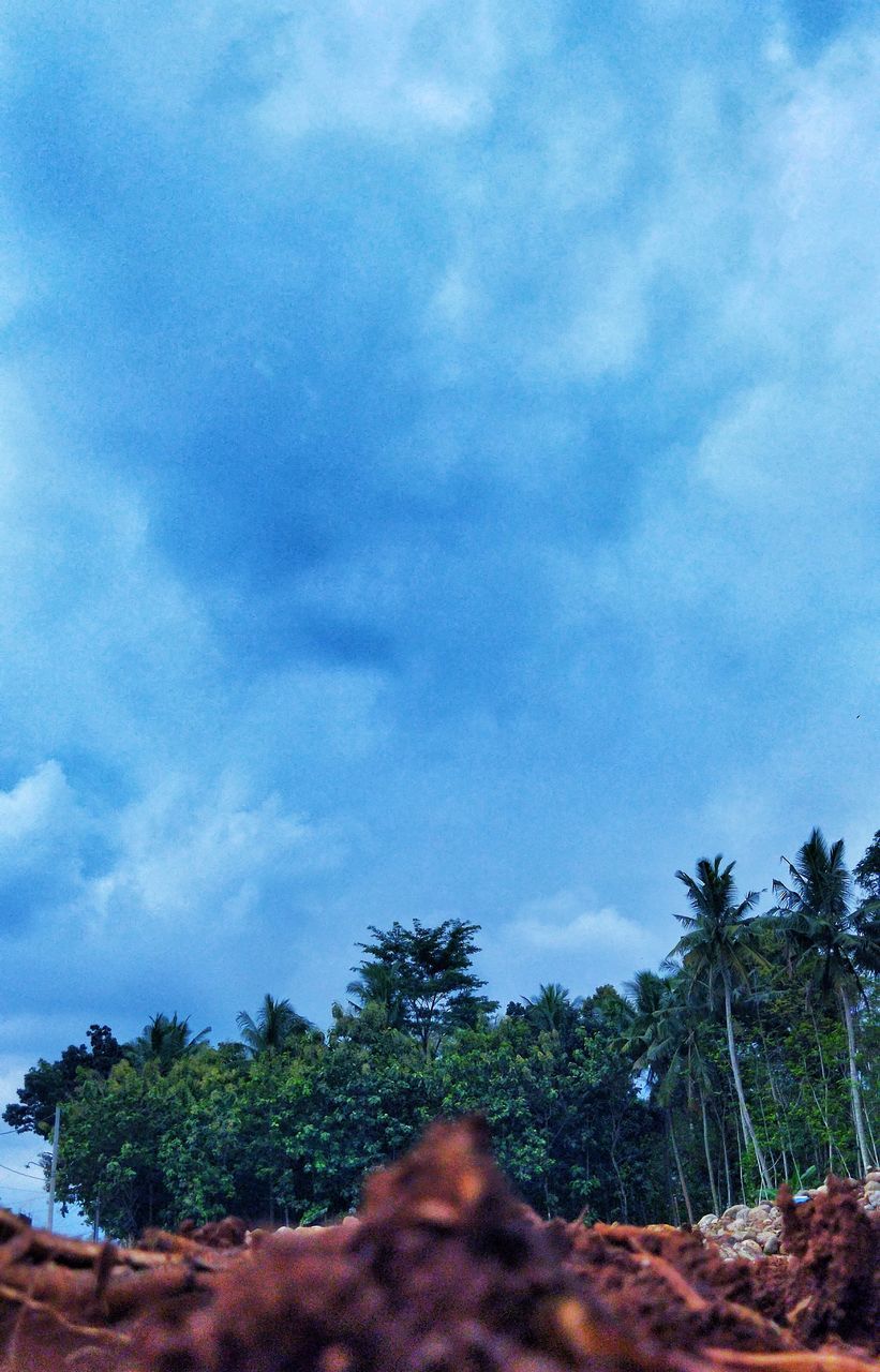 tree, sky, plant, cloud, nature, no people, growth, beauty in nature, day, palm tree, blue, scenics - nature, outdoors, low angle view, land, tranquility, tropical climate, architecture, environment, tranquil scene