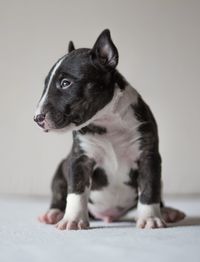 Close-up of a dog looking away