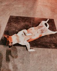 High angle view of dog sleeping on floor