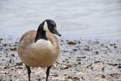 Close-up of a bird on beach