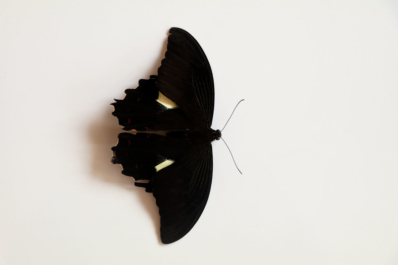 CLOSE-UP OF BUTTERFLY ON WHITE BACKGROUND