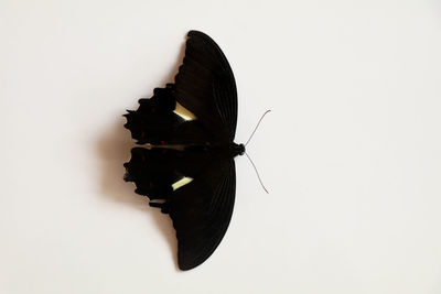 High angle view of butterfly over white background