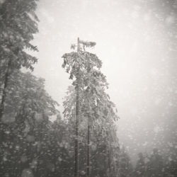 Low angle view of trees on landscape