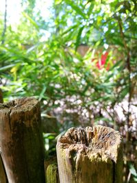 Close-up of tree stump on wooden post