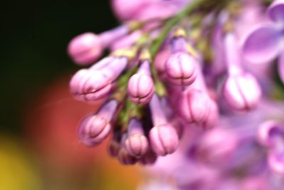 Close-up of pink flowering plant