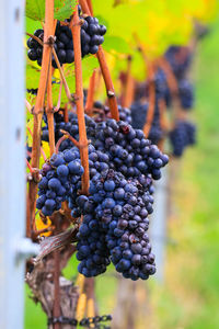 Close-up of grapes growing on tree