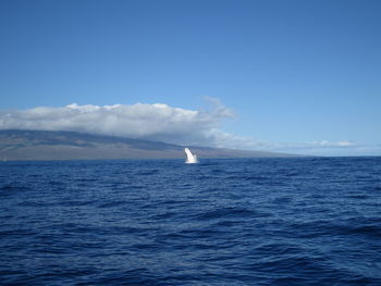 Humpback whale diving in sea against sky