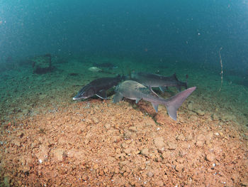 High angle view of sturgeons swimming underwater