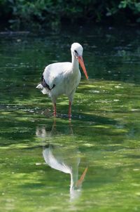 View of duck in lake