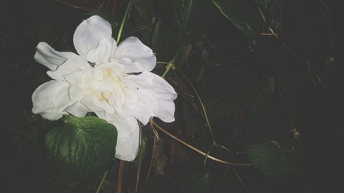 Close-up of white flower blooming outdoors