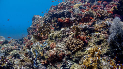 Sea snake at pulong bato