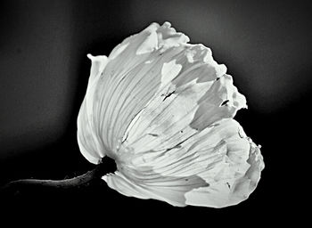 Close-up of wilted flower against black background