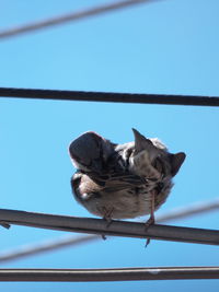 Low angle view of a dog against blue sky