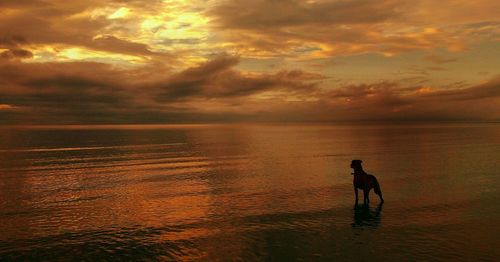 Silhouette dog standing in sea against sky during sunset