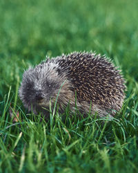 Close-up of hedgehog on grassy field