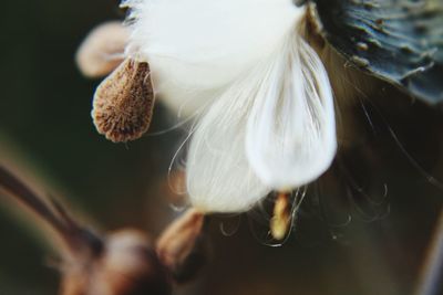 Close-up of white mushroom