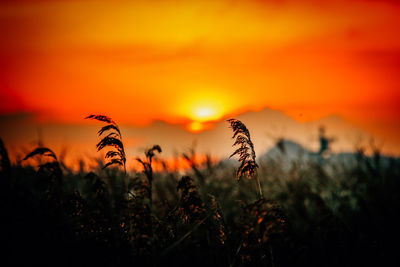 Close-up of silhouette plants on field against orange sky