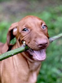 The dog carries a tree