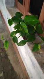 High angle view of potted plant on table