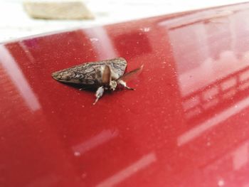 Close-up of snail on red surface