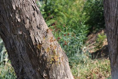 Close-up of insect on tree trunk