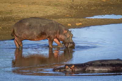 Hippopotamus drinking water from lake