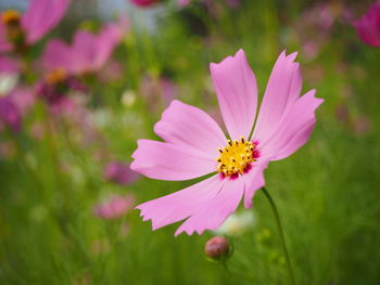 Close-up of pink cosmos flower