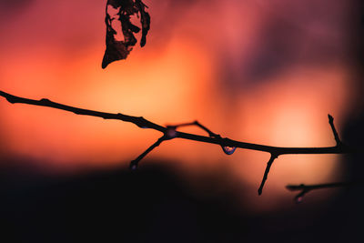 Close-up of silhouette barbed wire during sunset