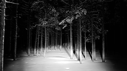 Trees in forest at night