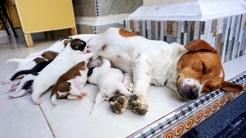 View of a dog sleeping