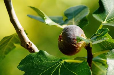 Close-up of fruit on tree