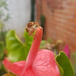 Close-up of lizard on plant