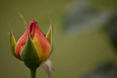 Close-up of yellow rose blooming outdoors