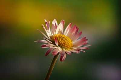 Close-up of pink flower