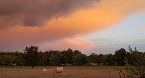 Coucher de soleil et vaches au pré.