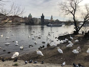 Flock of seagulls by river
