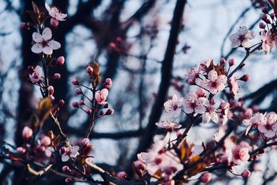Close-up of cherry blossoms in spring