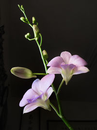 Close-up of purple flowering plant against black background