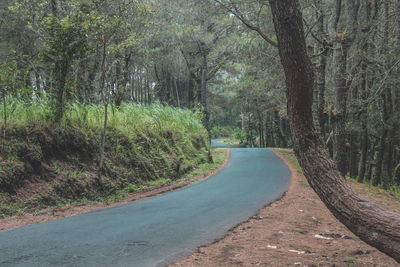 Road amidst trees in forest