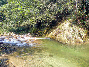 Scenic view of river flowing in forest