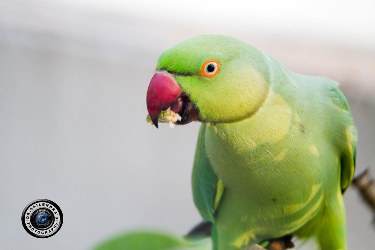 CLOSE-UP OF PARROT PERCHING ON A FLOWER