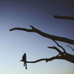 Silhouette bird flying against sky