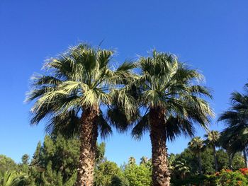 Low angle view of palm trees against clear blue sky