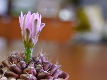 Close-up of purple flowering plant