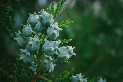 Close-up of flowering plant