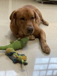 High angle portrait of dog relaxing on floor