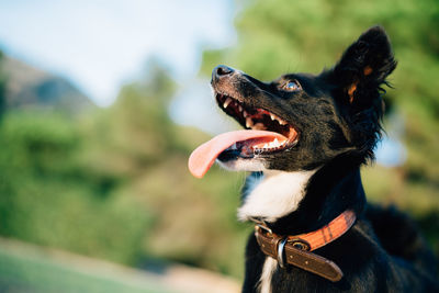 Close-up of a dog looking away